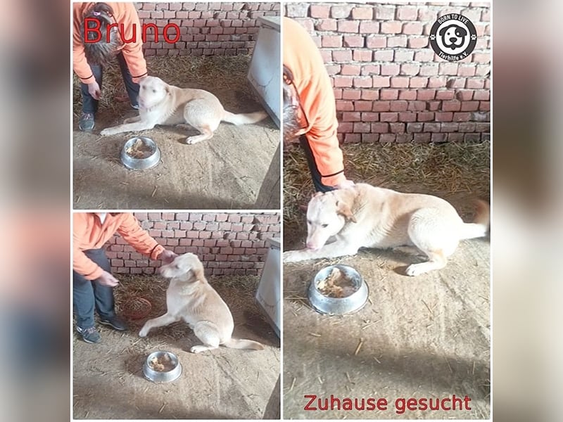 BRUNO, Angsthund, sucht erfahrene Menschen mit viel Liebe und Geduld