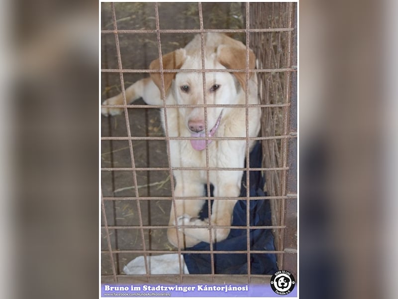 BRUNO, Angsthund, sucht erfahrene Menschen mit viel Liebe und Geduld