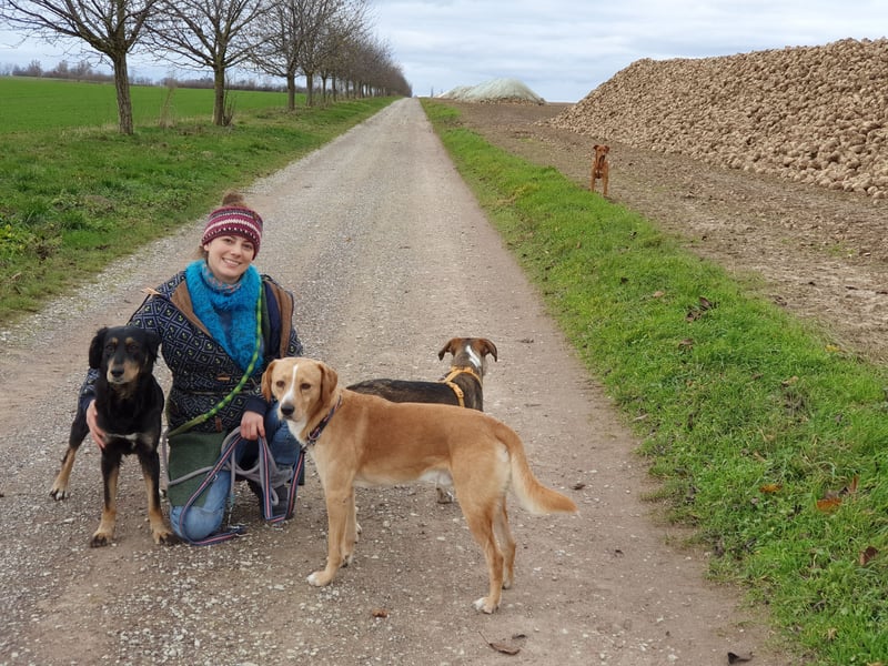 Hund nur in gute Hände und mit Kennenlernphase zu vermitteln