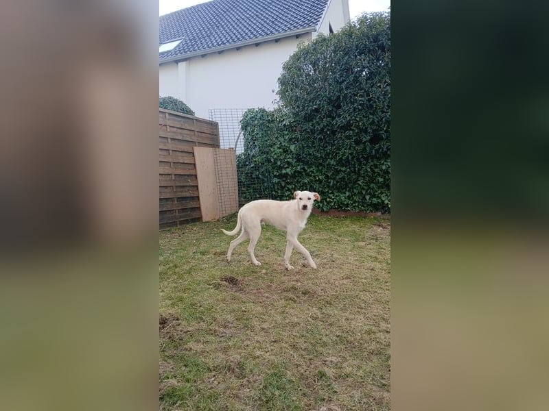 Danes, wartet auf sein großes Glück