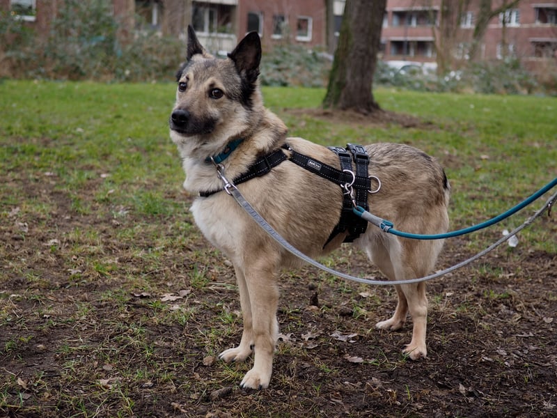 Jack, ein Kuschelbär mit Stummelschwanz