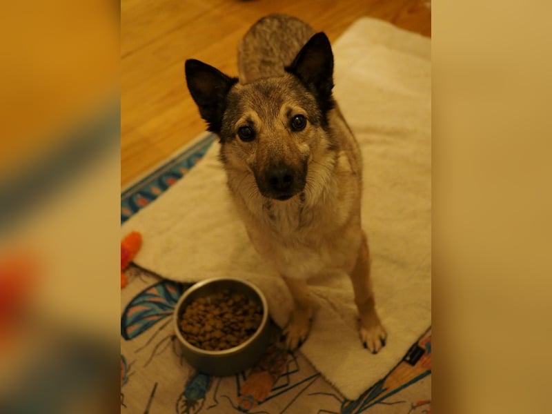 Jack, ein Kuschelbär mit Stummelschwanz