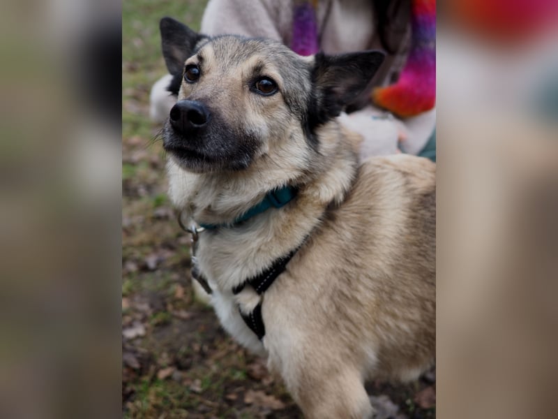 Jack, ein Kuschelbär mit Stummelschwanz