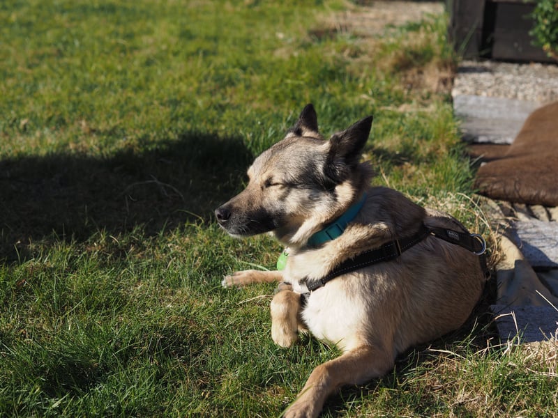 Jack, ein Kuschelbär mit Stummelschwanz
