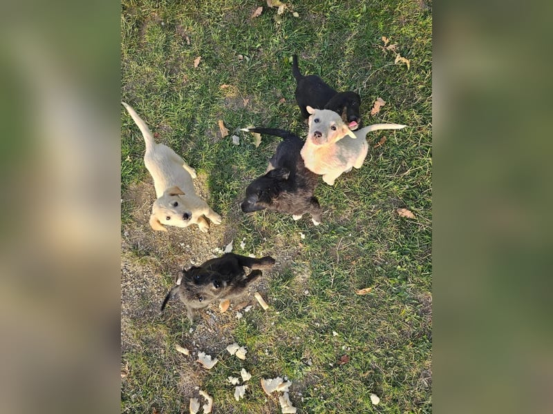 Fridolin, einer von 5 überlebenden Welpen, wo ist sein neues Heim