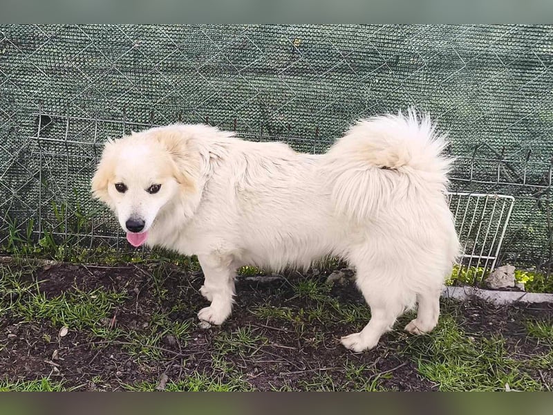Buba von kettenlos