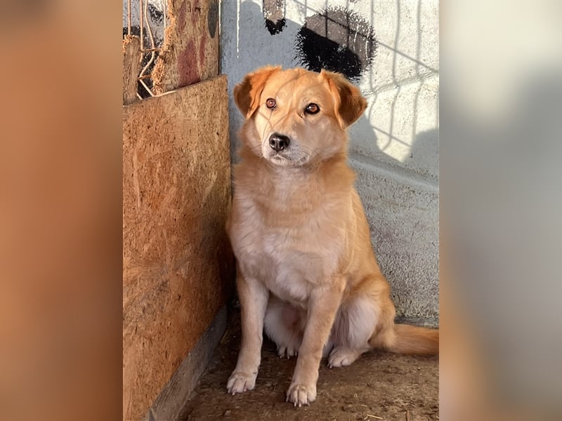 Nino, überfordert mit der Tierheimsituation, gestresst