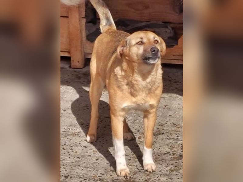 Max, sehr unsicher und ängstlich