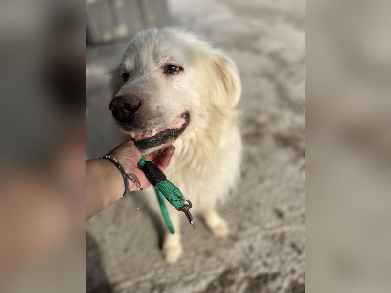 Anghel, sucht einen Gnadenplatz