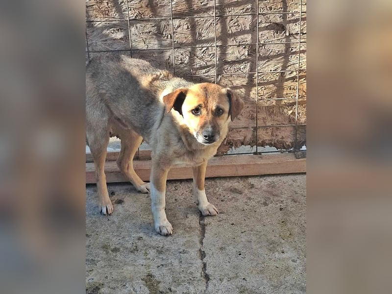 Max, sehr unsicher und ängstlich