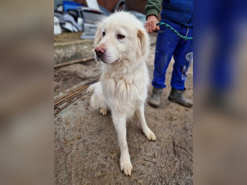 Anghel, sucht einen Gnadenplatz