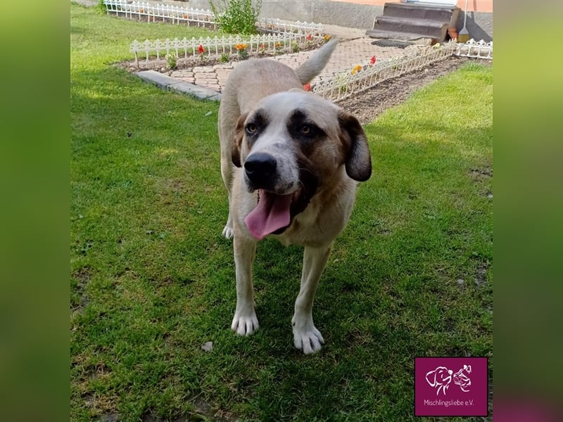 Liebenswerter Denzel sucht ein Zuhause❣️