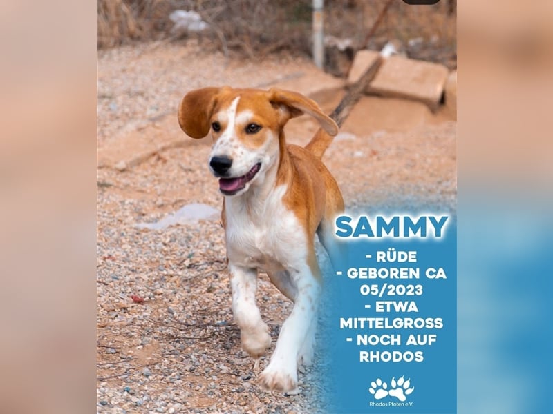 Sammy sucht sein zu Hause! ❤️