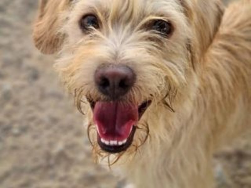 CHUMLEY-hat ganz großes Potenzial zum besten Freund fürs Leben zu werden