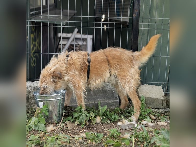 GUSTAV - liebt Streicheleinheiten