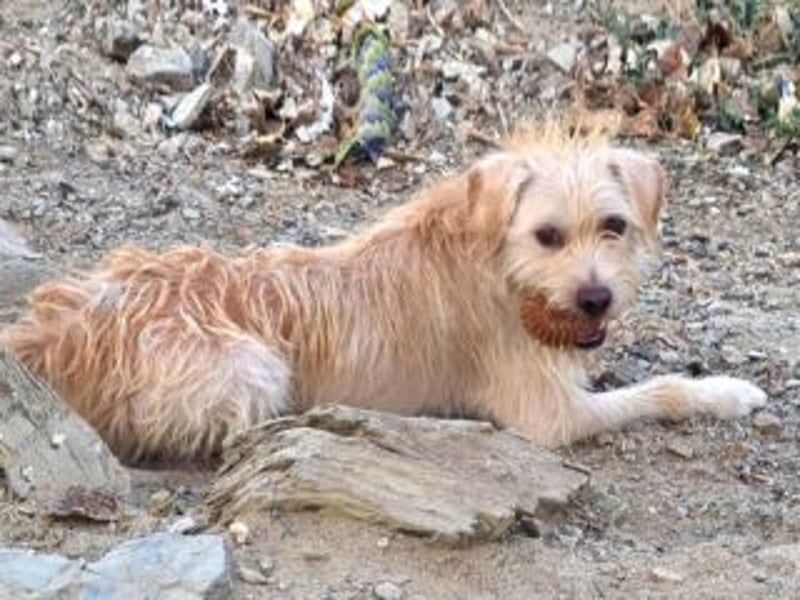 CHUMLEY-hat ganz großes Potenzial zum besten Freund fürs Leben zu werden