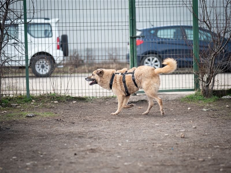 CASSIUS-Samtpfote auf der Suche nach passendem Körbchen-ausgeglichen, freundlich, sozial