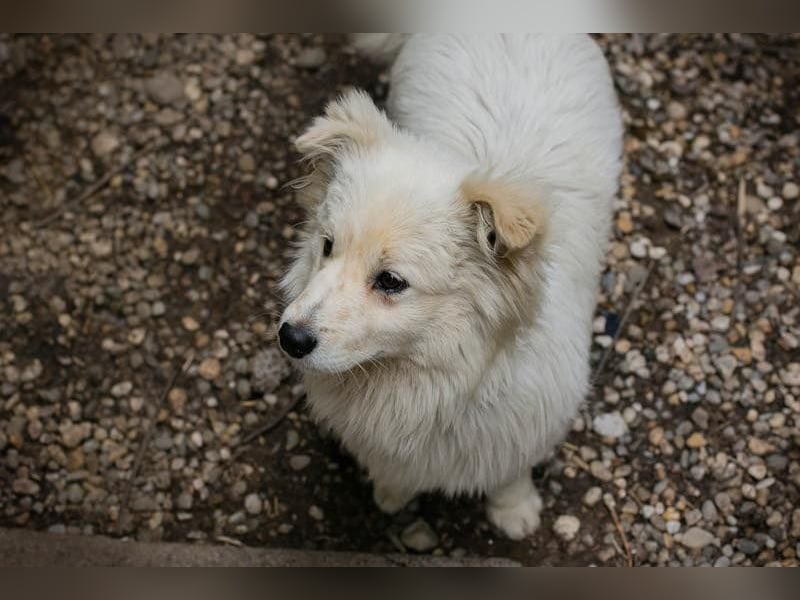 Dash ❤️– freundlicher Zwerg in goldiger Optik! Dash sucht Zuhause!