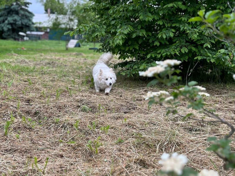 Dash ❤️– freundlicher Zwerg in goldiger Optik! Dash sucht Zuhause!
