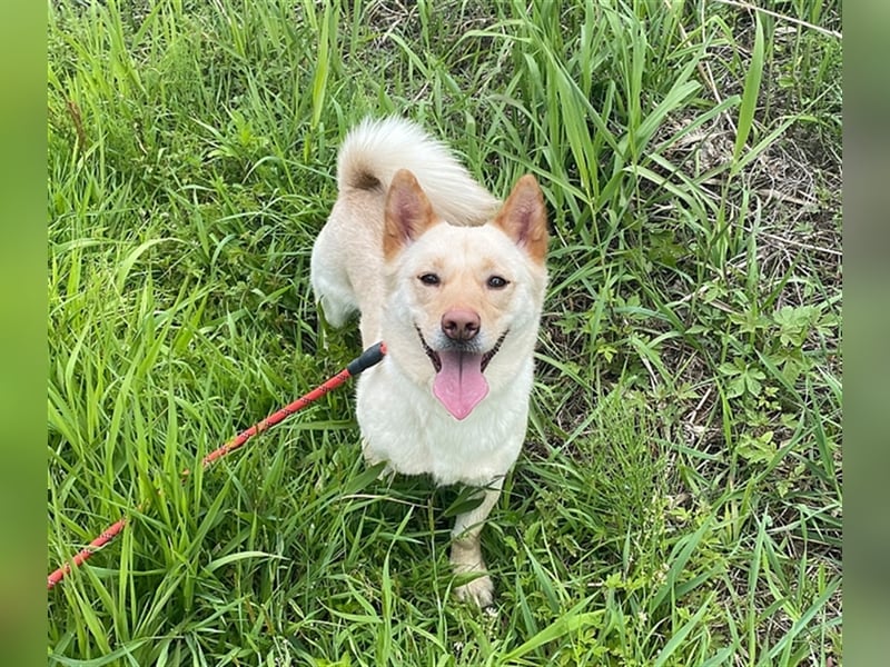 Dash ein lieber senior,8 Jahre , er möchte so gerne noch ein schönes zuhause