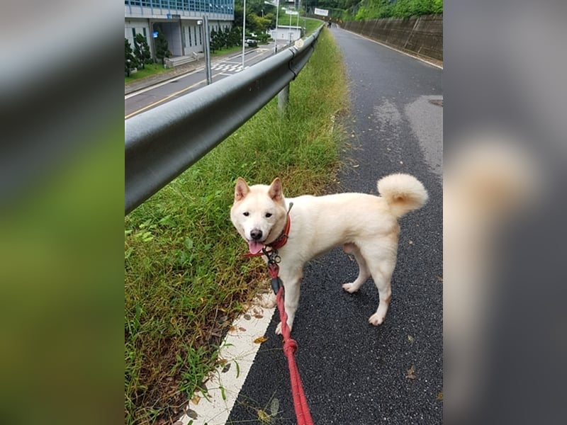 Gangie ,Jindo-Mischling, Rüde,  5 Jahre alt , sehr sozial, verschmust, sucht Traumzuhause