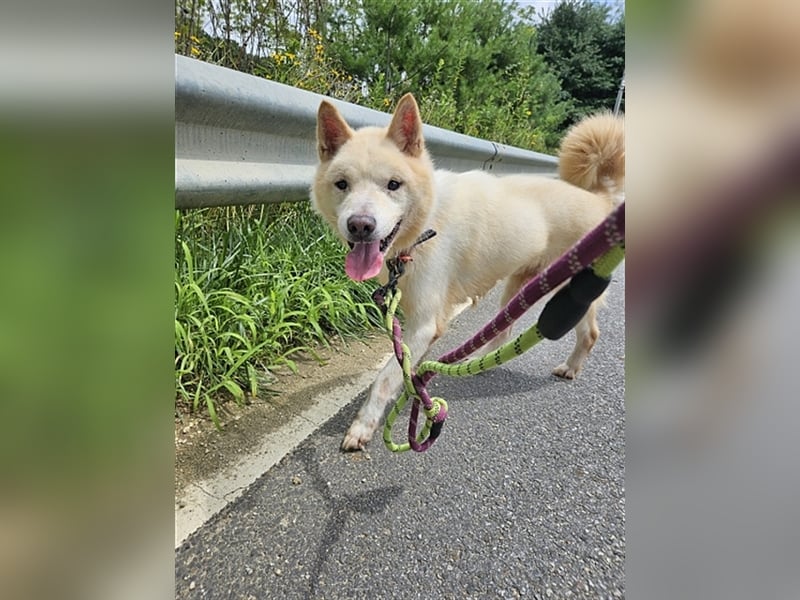 Gangie ,Jindo-Mischling, Rüde,  5 Jahre alt , sehr sozial, verschmust, sucht Traumzuhause