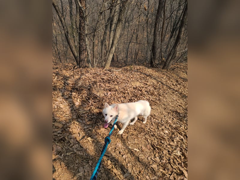 Bentley ein kleiner flauschiger jindo mix, ca 3 jahre,12 kg , zuhause gesucht