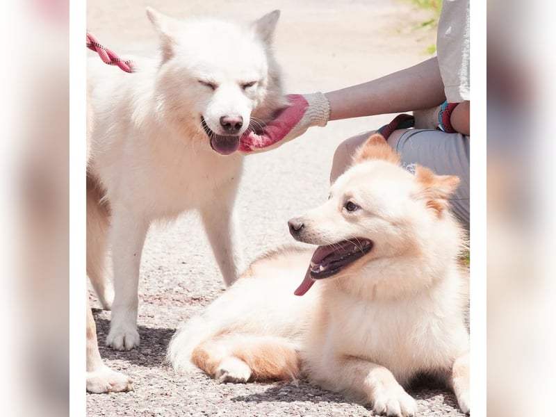 Bentley ein kleiner flauschiger jindo mix, ca 3 jahre,12 kg , zuhause gesucht