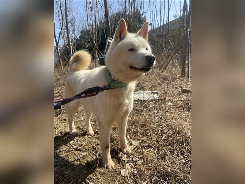 Gangie ,Jindo-Mischling, Rüde,  5 Jahre alt , sehr sozial, verschmust, sucht Traumzuhause
