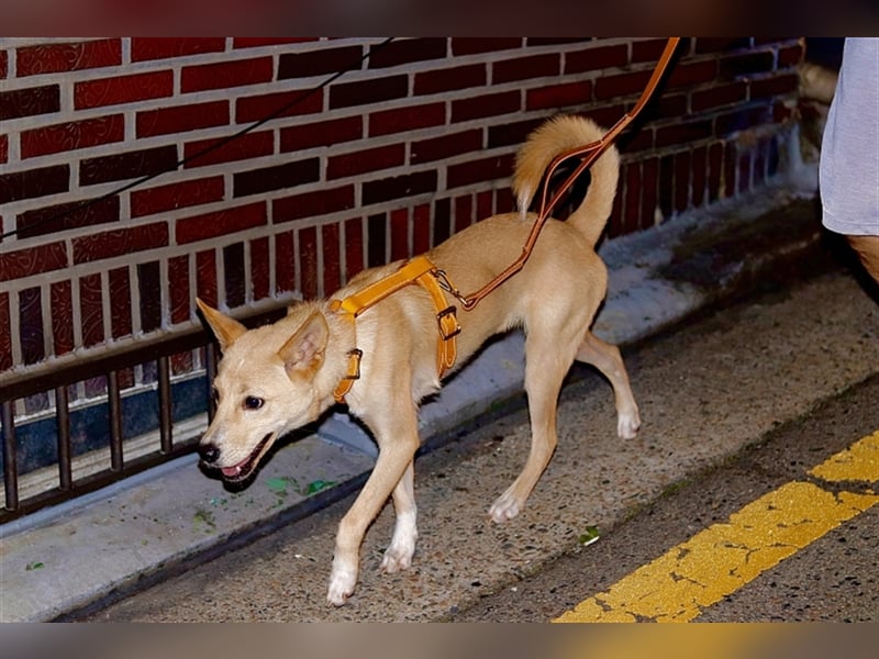Minsoo ein kleiner , total verschmuster 9 Monate alter Welpe,Tolle Familie gesucht