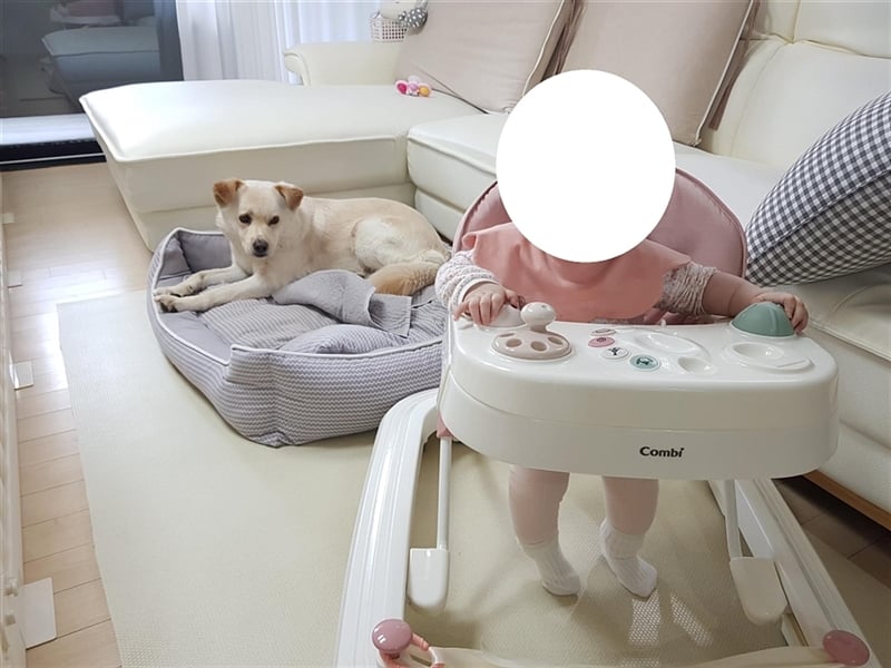 Porthos, 6 Jahre, ca 17 kg. kinderfreundlich,sucht ein tolles Zuhause
