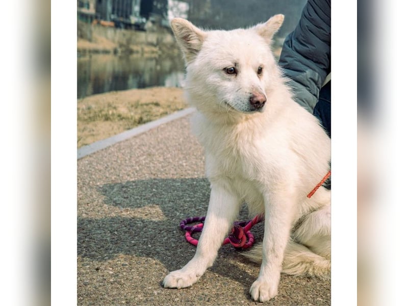 Bentley ein kleiner flauschiger jindo mix, ca 3 jahre,12 kg , zuhause gesucht