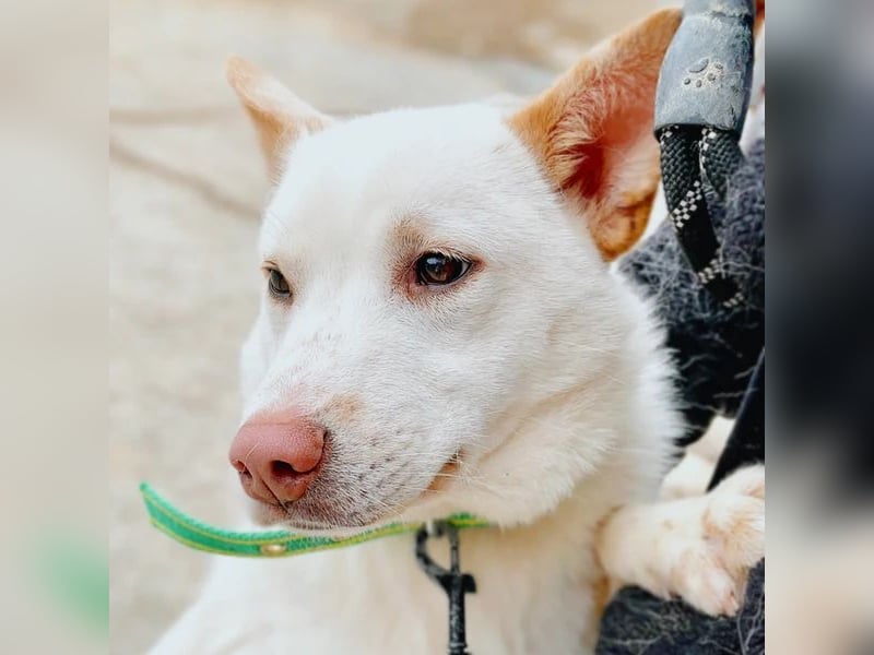 Wangja, Mischlingsrüde, ca 3 Jahre alt, lieb und verspielt, sucht seine Familie