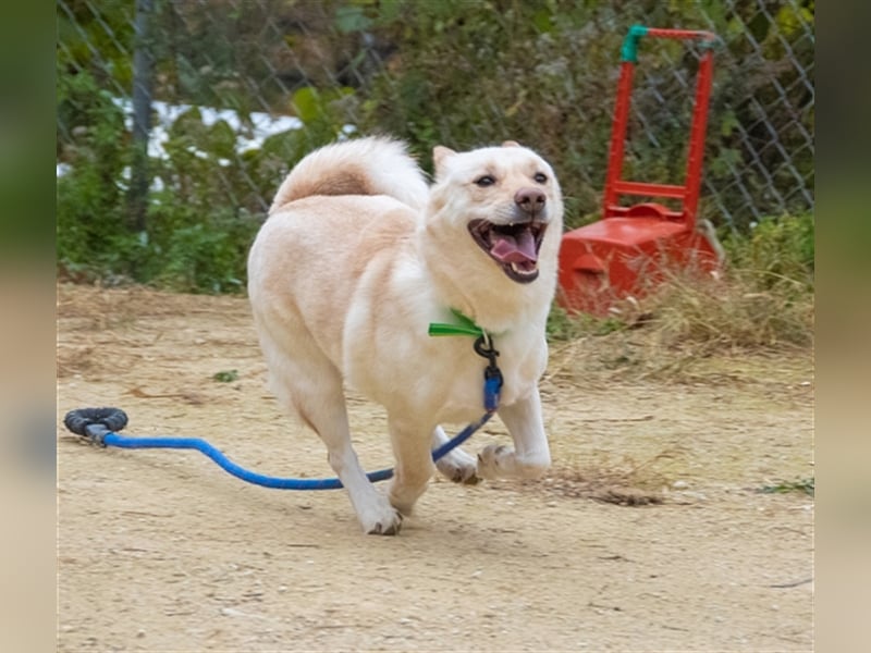 Dash ein lieber senior,8 Jahre , er möchte so gerne noch ein schönes zuhause