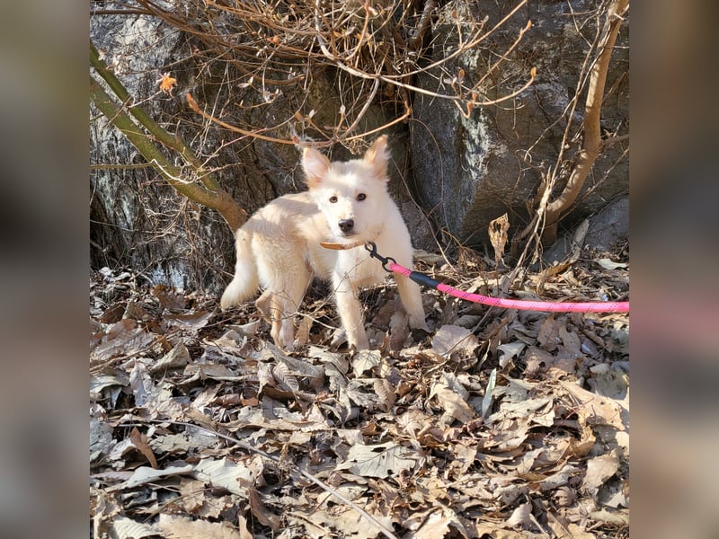 Bentley ein kleiner flauschiger jindo mix, ca 3 jahre,12 kg , zuhause gesucht