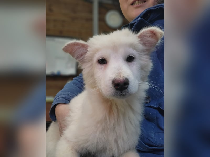 Bentley ein kleiner flauschiger jindo mix, ca 3 jahre,12 kg , zuhause gesucht