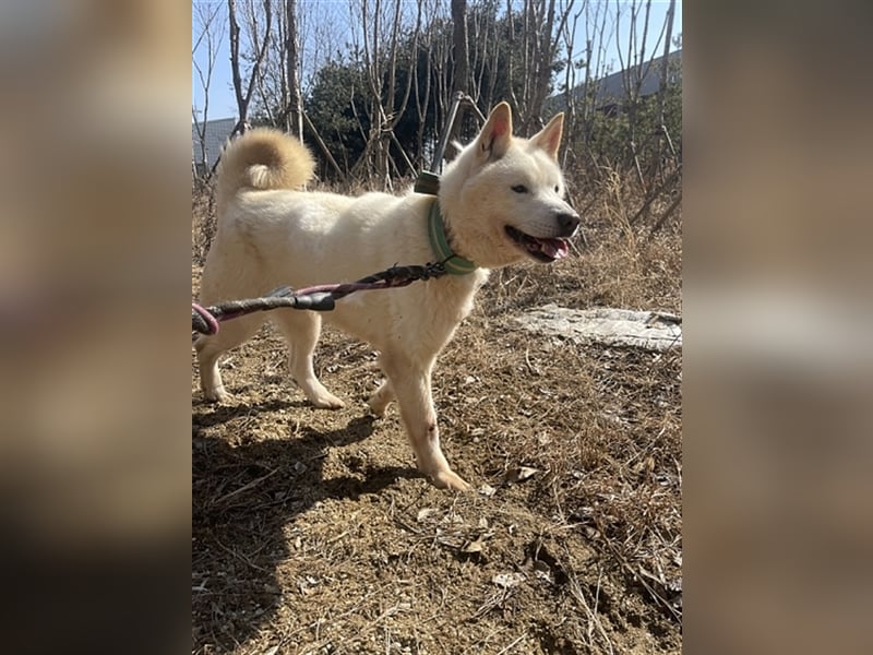 Gangie ,Jindo-Mischling, Rüde,  5 Jahre alt , sehr sozial, verschmust, sucht Traumzuhause