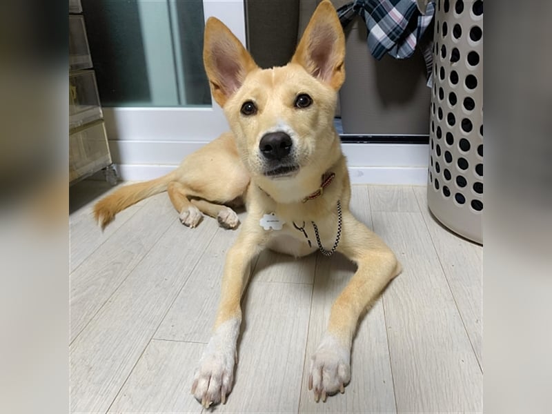 Minsoo ein kleiner , total verschmuster 9 Monate alter Welpe,Tolle Familie gesucht
