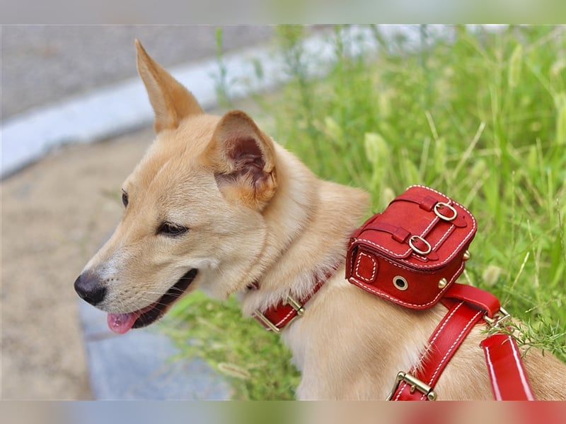 Minsoo ein kleiner , total verschmuster 9 Monate alter Welpe,Tolle Familie gesucht