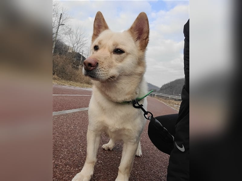Dash ein lieber senior,8 Jahre , er möchte so gerne noch ein schönes zuhause