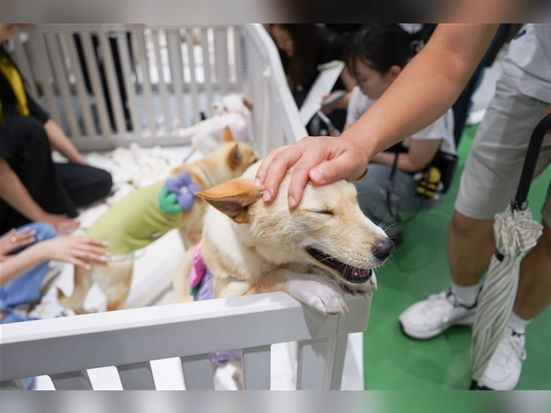 Minsoo ein kleiner , total verschmuster 9 Monate alter Welpe,Tolle Familie gesucht