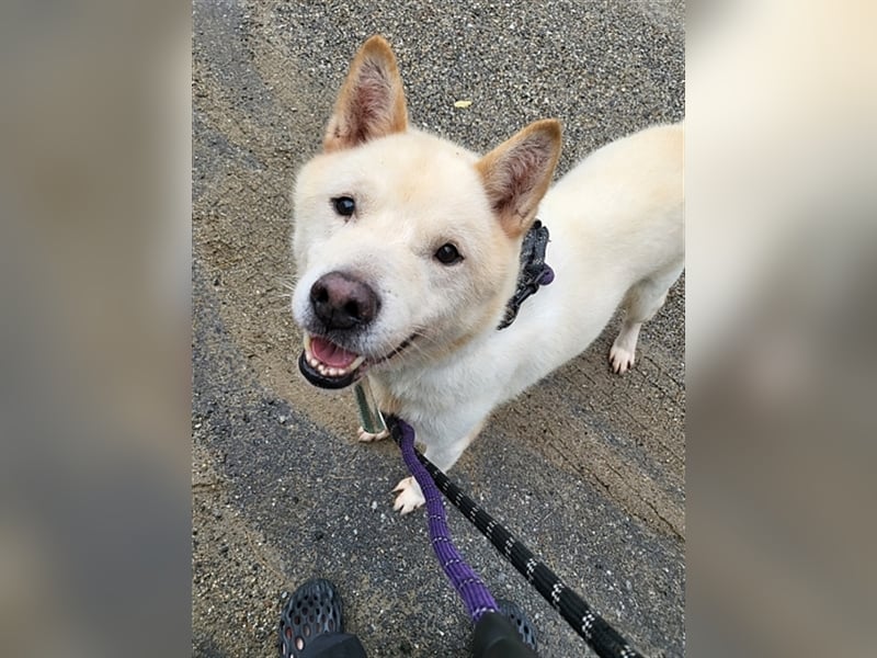 Gangie ,Jindo-Mischling, Rüde,  5 Jahre alt , sehr sozial, verschmust, sucht Traumzuhause