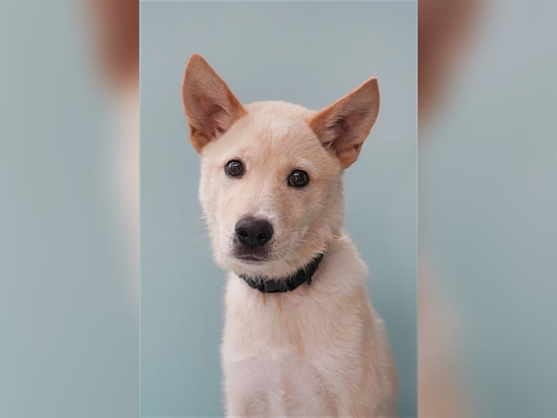Minsoo ein kleiner , total verschmuster 9 Monate alter Welpe,Tolle Familie gesucht