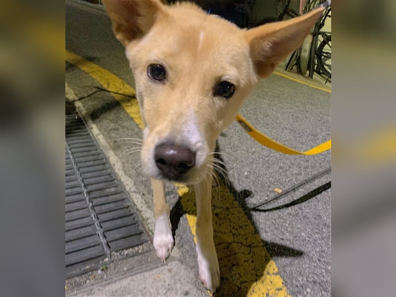 Minsoo ein kleiner , total verschmuster 9 Monate alter Welpe,Tolle Familie gesucht