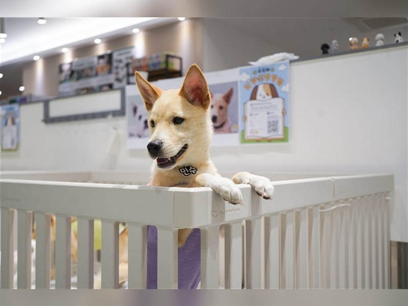 Minsoo ein kleiner , total verschmuster 9 Monate alter Welpe,Tolle Familie gesucht