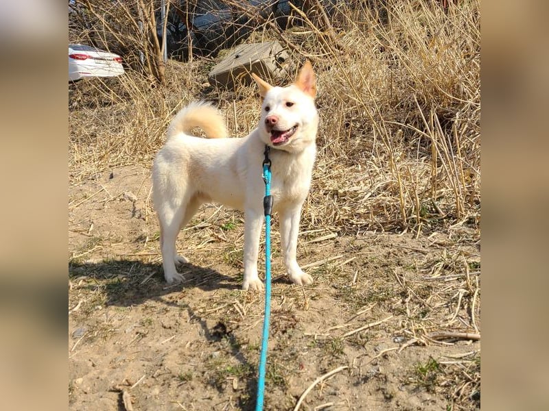 Wangja, Mischlingsrüde, ca 3 Jahre alt, lieb und verspielt, sucht seine Familie