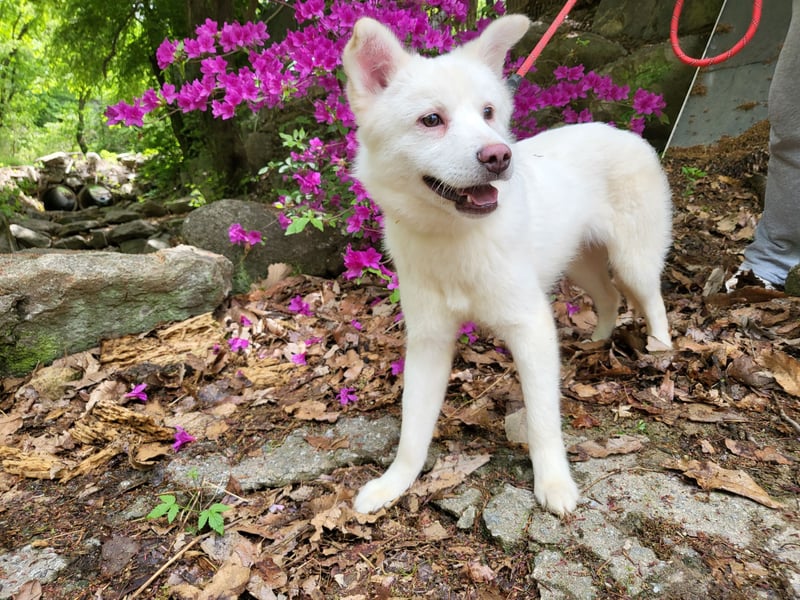 Bentley ein kleiner flauschiger jindo mix, ca 3 jahre,12 kg , zuhause gesucht