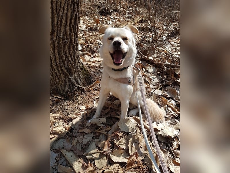 Porthos, 6 Jahre, ca 17 kg. kinderfreundlich,sucht ein tolles Zuhause