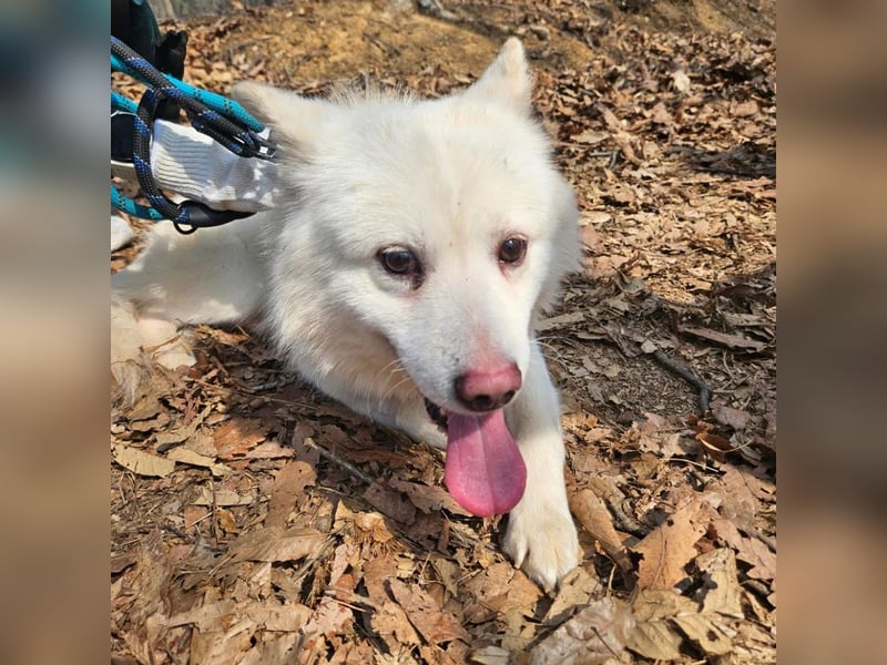 Bentley ein kleiner flauschiger jindo mix, ca 3 jahre,12 kg , zuhause gesucht