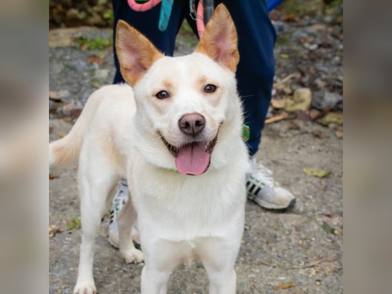 Wangja, Mischlingsrüde, ca 3 Jahre alt, lieb und verspielt, sucht seine Familie
